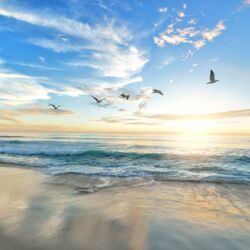 A flock of birds over the sea