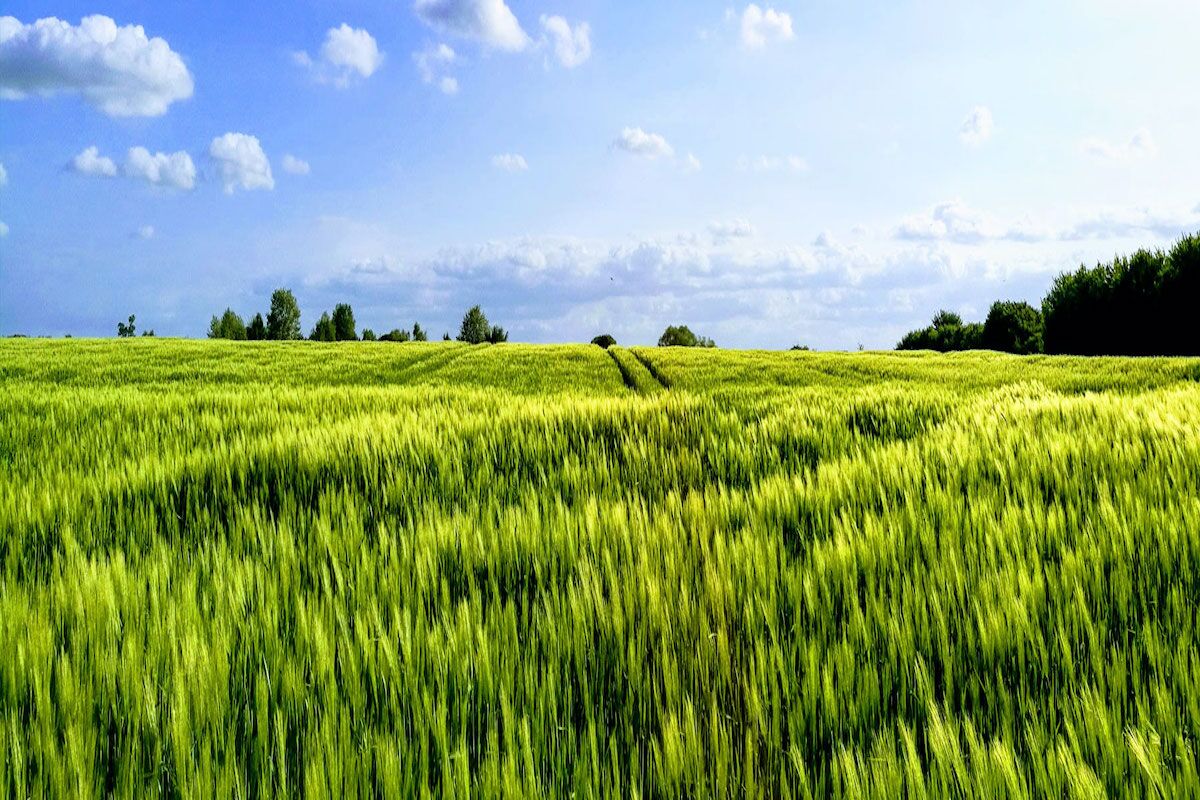 Blue skies over a wheat field