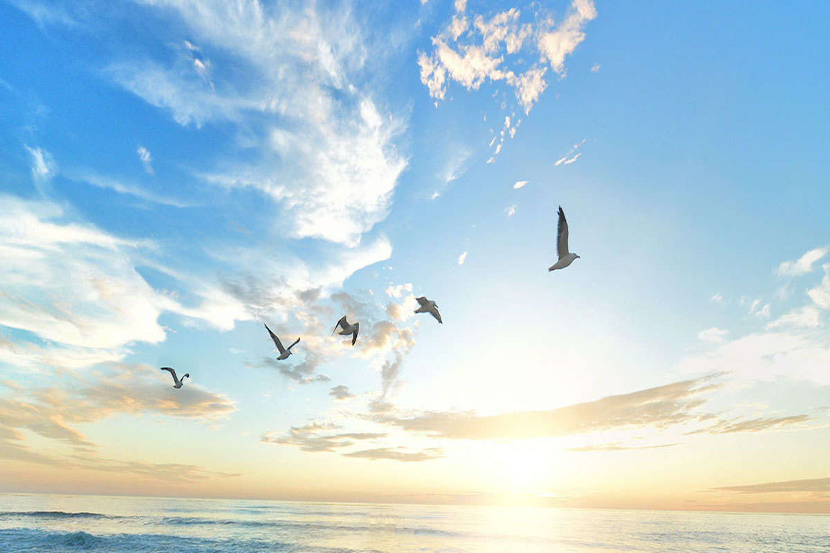 Ein Vogelschwarm über dem Meer